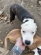 Boxer Puppies for sale in Halethorpe, MD 21227, USA. price: NA