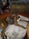 Boxer Puppies for sale in Marinette, WI 54143, USA. price: NA