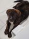 Boxer Puppies for sale in Paterson, NJ, USA. price: $1,400