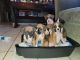 Boxer Puppies for sale in Los Angeles, CA, USA. price: $500