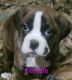 Boxer Puppies for sale in Coal Creek, CO 81221, USA. price: $700