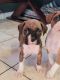 Boxer Puppies for sale in Los Angeles, CA, USA. price: $500
