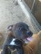 Boxer Puppies for sale in Brooksville, FL 34601, USA. price: NA