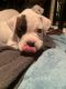 Boxer Puppies for sale in Snoqualmie, WA, USA. price: $900