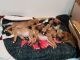 Boxer Puppies for sale in Lake Zurich, IL, USA. price: NA