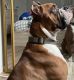 Boxer Puppies for sale in Parma, OH 44134, USA. price: $150