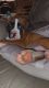 Boxer Puppies for sale in Rocky Mount, NC, USA. price: $500