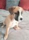 Boxer Puppies for sale in Reeds Spring, MO 65737, USA. price: NA