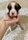 Boxer Puppies for sale in Dyersburg, TN 38024, USA. price: $1,000
