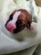 Boxer Puppies for sale in Mansfield, IL 61854, USA. price: NA