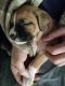 Boxer Puppies for sale in Commerce City, CO, USA. price: $475