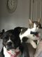 Boxer Puppies for sale in Jersey City, NJ, USA. price: $100
