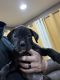 Boxer Puppies for sale in Pompton Lakes, NJ 07442, USA. price: $750