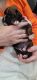 Boxer Puppies for sale in Hillsboro, MO 63050, USA. price: $1,500