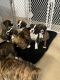 Boxer Puppies for sale in Miami, FL 33175, USA. price: NA