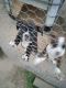 Boxer Puppies for sale in Seville, GA 31072, USA. price: $200