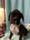 Boxer Puppies for sale in Staley, NC 27355, USA. price: NA