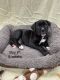 Boxer Puppies for sale in Cherry Tree, PA 15724, USA. price: NA