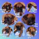 Boxer Puppies for sale in Mooresville, NC, USA. price: NA