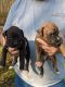 Boxer Puppies for sale in Forest City, NC 28043, USA. price: $70,000