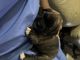 Boxer Puppies for sale in Virginia Beach, VA, USA. price: $400