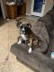 Boxer Puppies for sale in Bakersfield, CA 93314, USA. price: NA