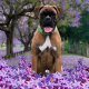 Boxer Puppies for sale in Luling, TX 78648, USA. price: NA