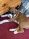 Boxer Puppies for sale in Ravenswood, WV 26164, USA. price: NA