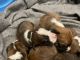 Boxer Puppies for sale in Farmersville, TX 75442, USA. price: $400