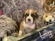 Boxer Puppies for sale in 1521 Rosemont Blvd, Dayton, OH 45410, USA. price: $1,000