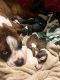 Boxer Puppies for sale in Corpus Christi, TX, USA. price: $250