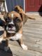 Boxer Puppies for sale in Mobile, AZ 85139, USA. price: NA