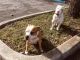 Boxer Puppies for sale in Florida City, FL, USA. price: NA