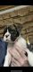 Boxer Puppies for sale in Newport, TN 37821, USA. price: $600