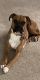 Boxer Puppies for sale in Alpharetta, GA, USA. price: NA