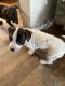 Boxer Puppies for sale in Cleves, OH, USA. price: NA