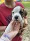 Boxer Puppies for sale in Pittsburgh, PA, USA. price: $560