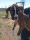 Boxer Puppies for sale in London, KY, USA. price: $500