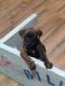 Boxer Puppies for sale in Rockport, TX 78382, USA. price: NA