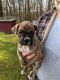 Boxer Puppies for sale in Forest City, NC 28043, USA. price: NA