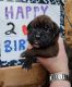 Boxer Puppies for sale in Gillespie, IL 62033, USA. price: $1,000
