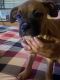Boxer Puppies for sale in 8030 S Talman Ave, Chicago, IL 60652, USA. price: NA
