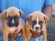 Boxer Puppies for sale in Brandon, FL, USA. price: $9,001,100