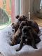 Boxer Puppies for sale in Nanaimo, BC, Canada. price: NA