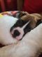Boxer Puppies for sale in South Point, OH, USA. price: NA