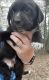 Boxer Puppies for sale in Kershaw, SC 29067, USA. price: NA
