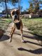 Boxer Puppies for sale in Denver, CO 80229, USA. price: $800