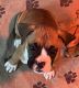 Boxer Puppies for sale in Lexington, SC, USA. price: $900