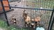 Boxer Puppies for sale in CORP CHRISTI, TX 78418, USA. price: NA