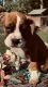 Boxer Puppies for sale in Kinston, NC, USA. price: $450